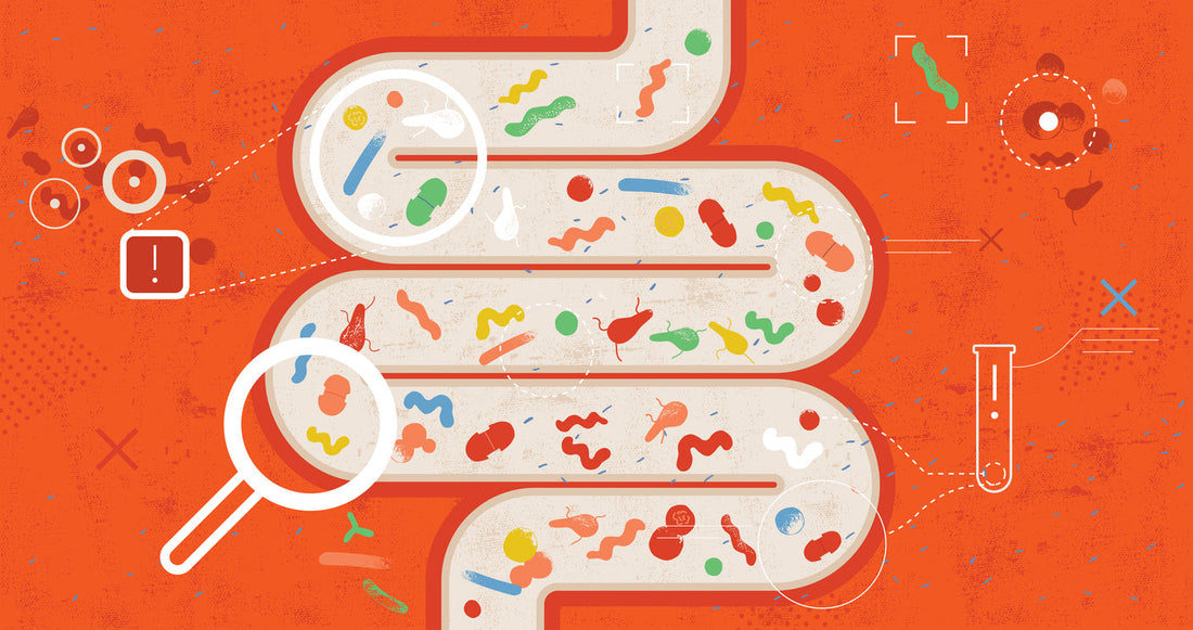 Part 2 INTELLIGENT MEDICINE: Gut Health Innovations: Insights from Martha Carlin