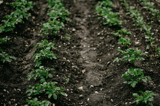 From Soil to Self: Earth Month Reflections on the Microbiome’s Role in Environmental Health