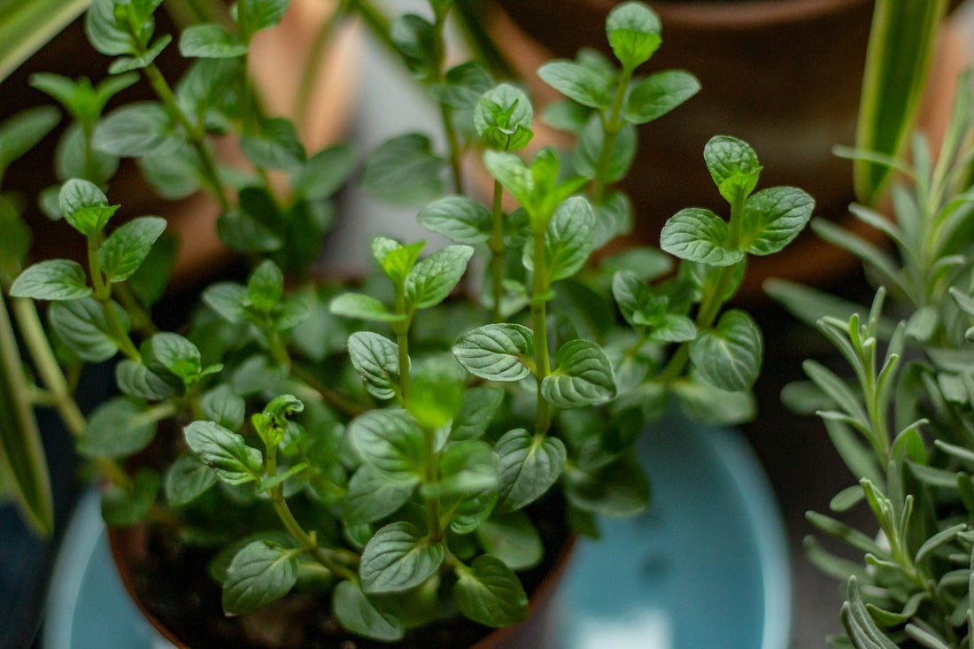 Seasonal Summer Herbs for Digestion: Bioactive Benefits from Nature’s Garden