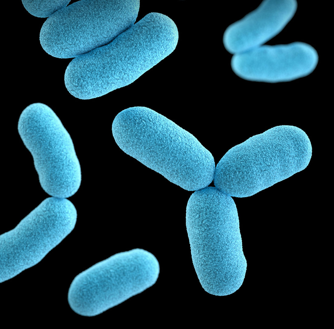 Shedding Light on Potential Endotoxemia Causes and Metabolic Disease