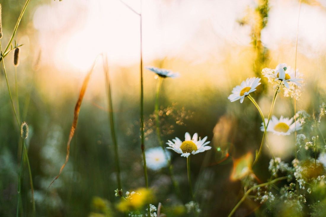 How Seasonal Changes Affect Your Gut Health