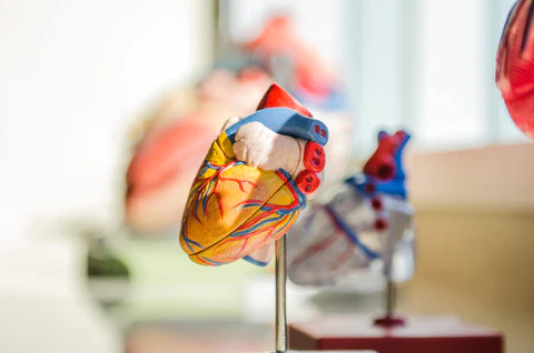 What Are the Links Between Cardiovascular Disease and Metabolic Syndrome?