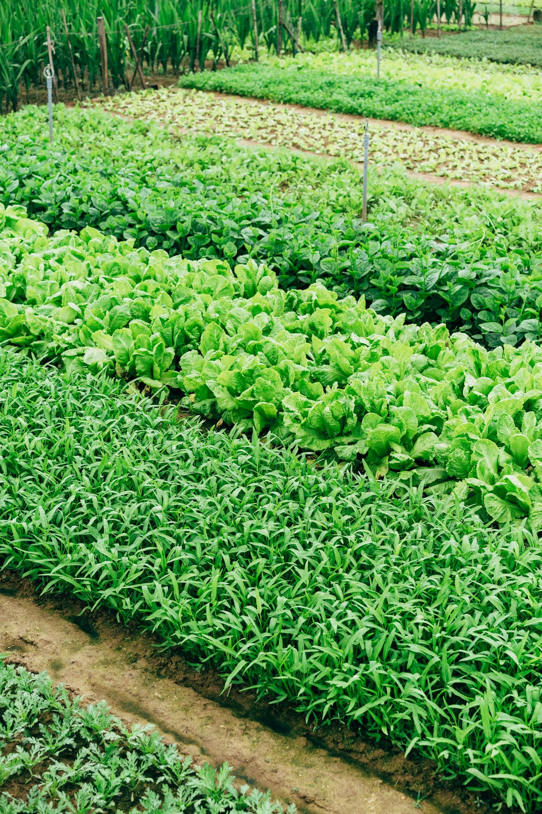 Comparing Farming Methods: Conventional, Organic, Biodynamic, and Regenerative Practices