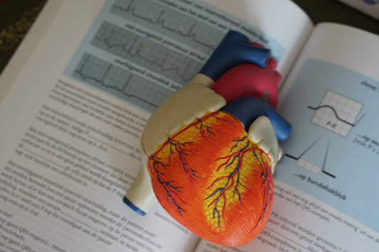 The Effects of Metabolic Syndrome and How They Can be Reversed