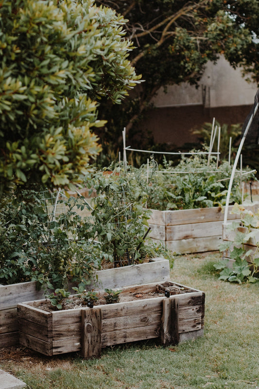 Cultivating a Gut-Friendly Herb Garden: Grow Your Own Digestive Aids