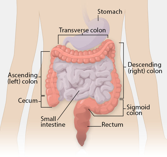 Colonoscopy Gone Wrong: Common Complications And Restoring Gut Health