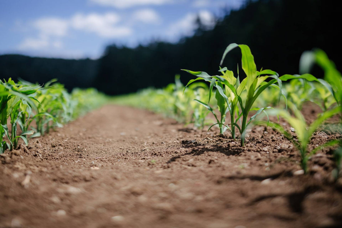 Yield & Shield™: Probiotics for your soil, from your garden to your gut