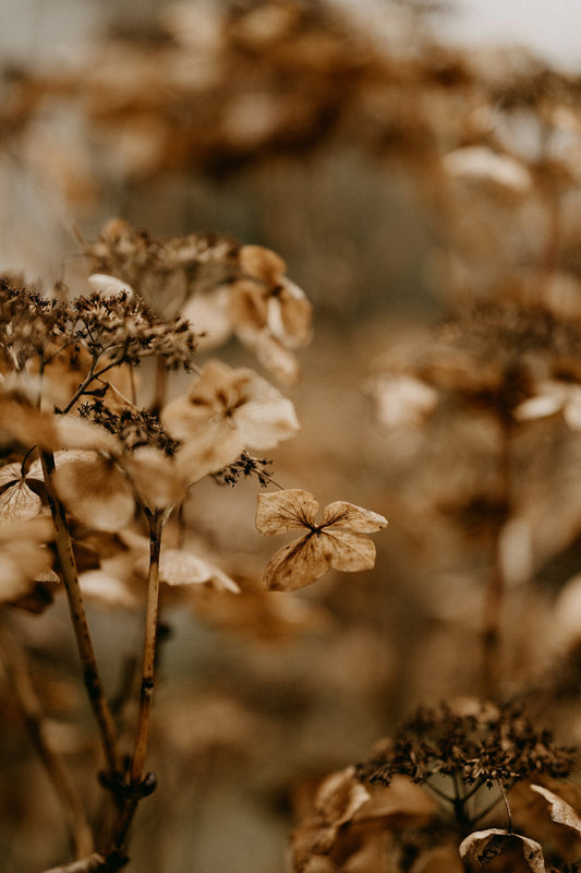 How Gut Health Shapes Your Seasonal Allergies