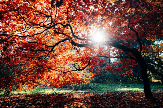 The Changing Light of Fall: What Happens to Our Biology When the Days Get Shorter?