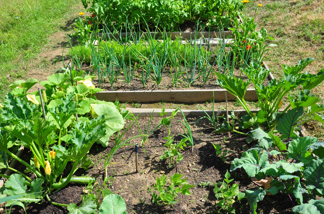 Some of the best vegetables for your gut are easy to grow in your home garden