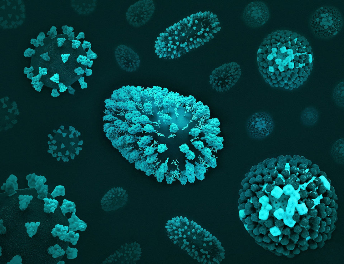 Why CoQ10 Production Depends on Microbial Balance | The Microbiome–Energy Connection