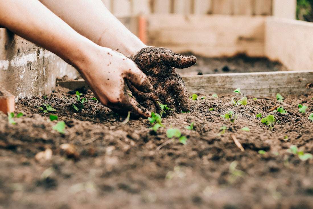 A Simple Guide To Adding Nitrogen In a Garden